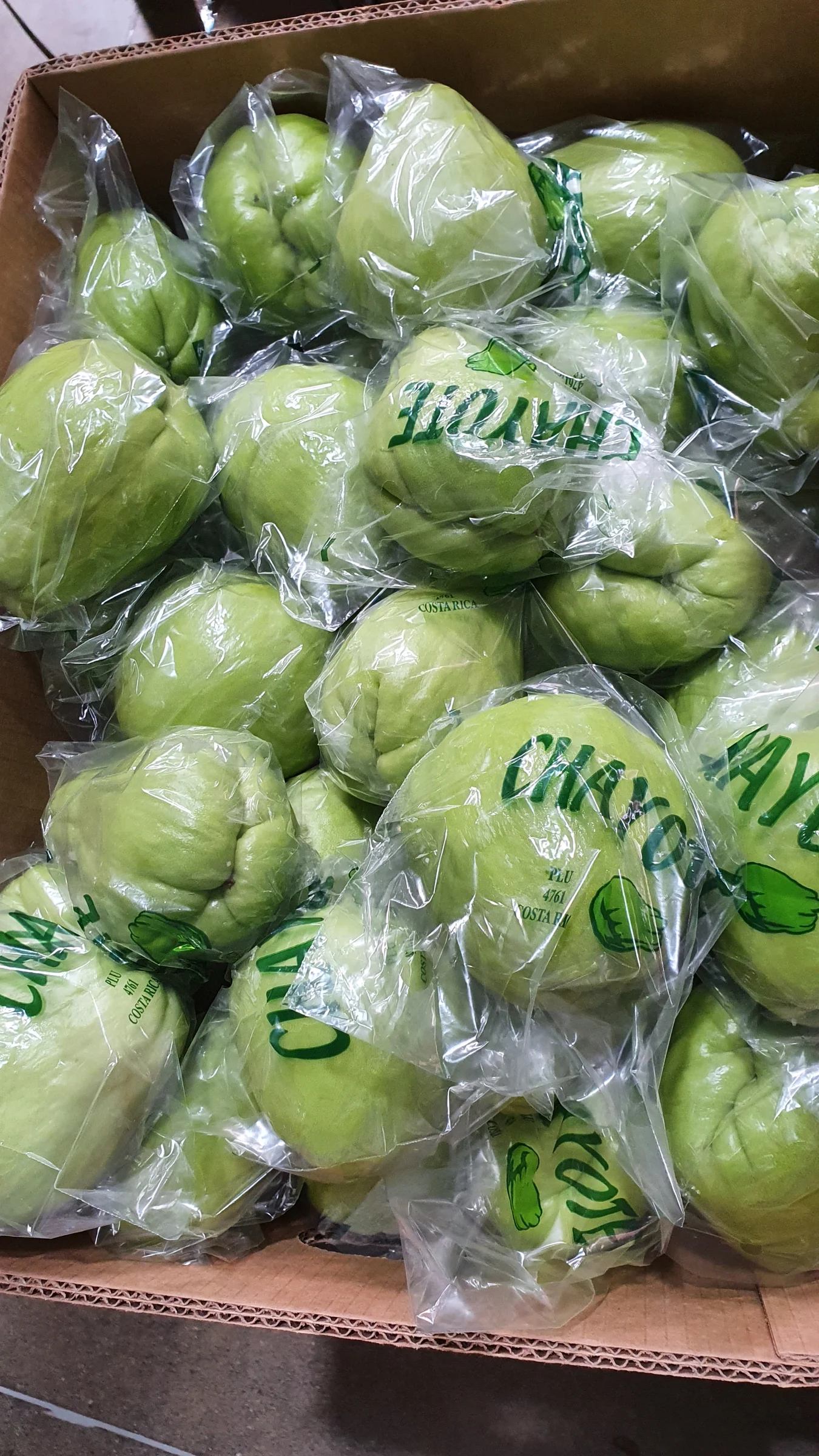 Chayote Costa Rica