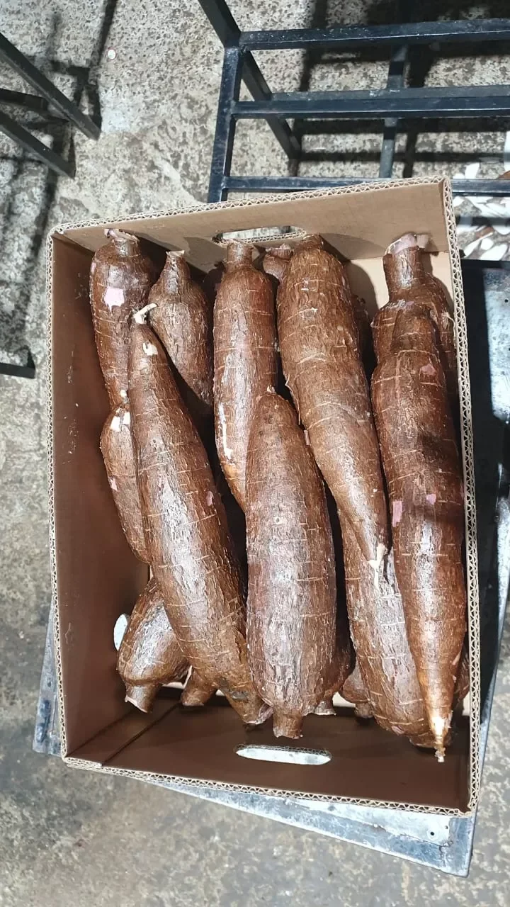 Yuca Costa Rica