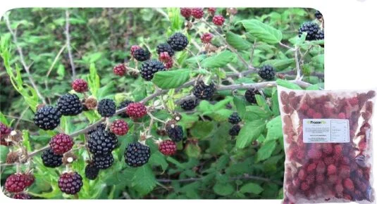 Wild Blackberries Costa Rica