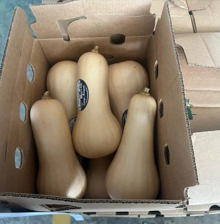 Butternut Squash Costa Rica